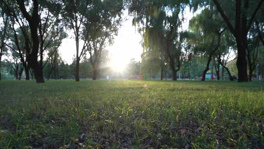 夕阳下的树林唯美安静树林