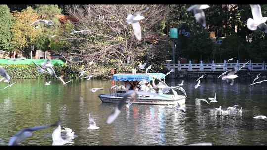 昆明翠湖公园海鸥