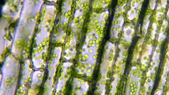 带叶绿素的显微镜下植物细胞