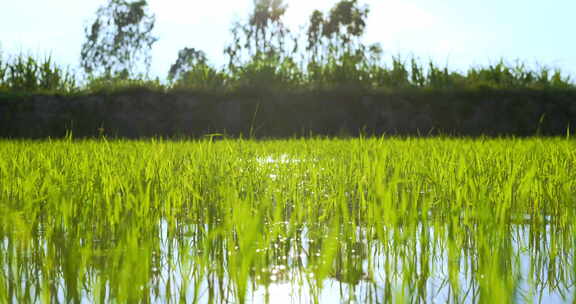 绿色的水稻田里的秧苗成长