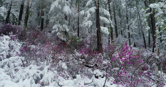 航拍雪压杜鹃（五月末杜鹃花开时普降瑞雪）