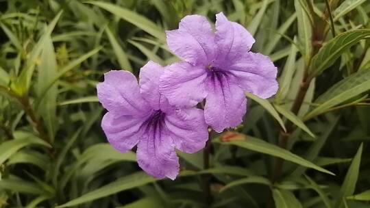 紫色小清新花朵