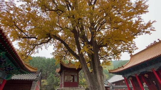 济南淌豆寺千年古银杏树