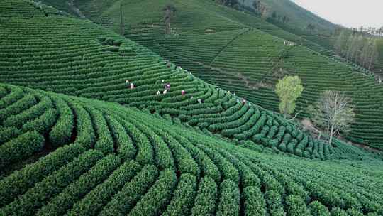 茶园茶山安吉白茶视频素材模板下载