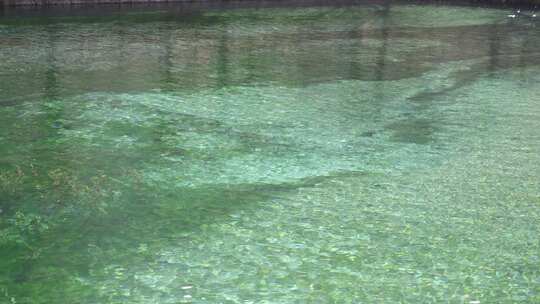 水面漂浮绿色植物特写