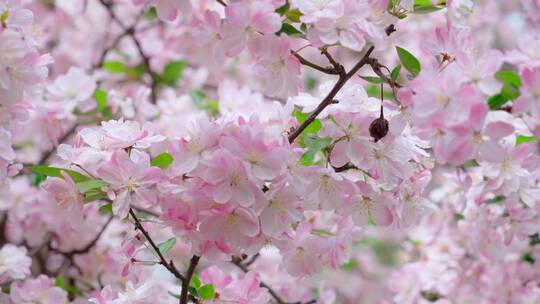 唯美海棠花-蜜蜂花朵春意盎然-春暖花开