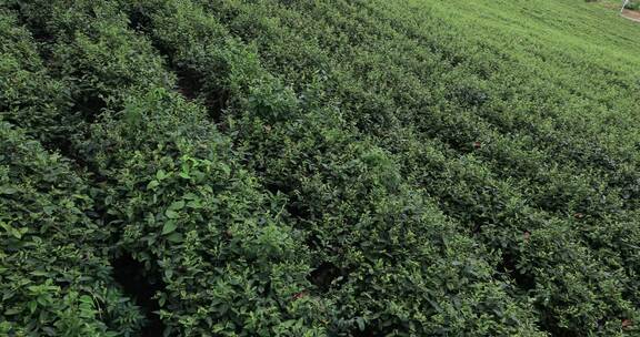 江苏省宜兴阳羡生态茶园茶田 蓝天白云背景