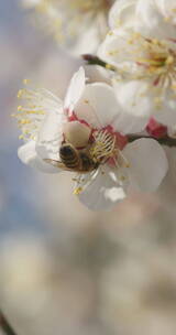 春天盛开梅花蜜蜂采蜜