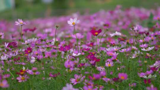 格桑花花田花瓣花朵花开