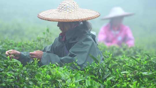 毛尖春茶白茶绿茶茶叶手工茶采摘