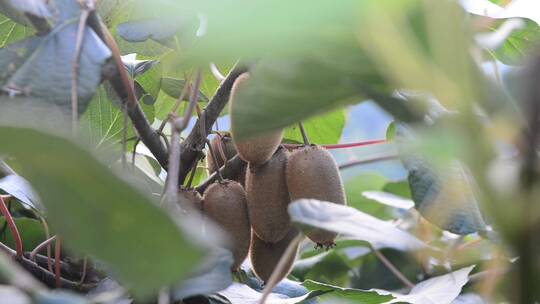 农村成熟的猕猴桃奇异果果实