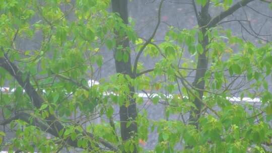 城市下暴雨倾盆大雨下雨天雨水雨滴植物树叶