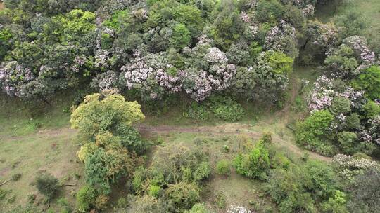 信宜八排顶高山杜鹃花航拍