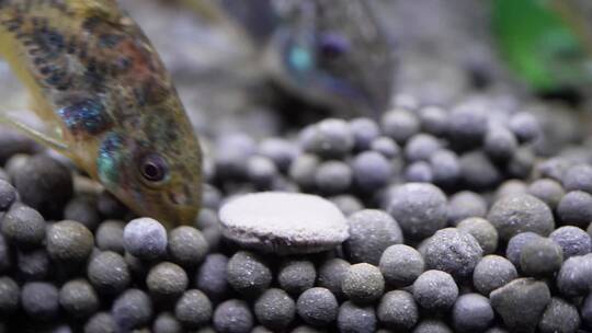【镜头合集】微距水族箱鼠鱼底栖鱼进食视频素材模板下载