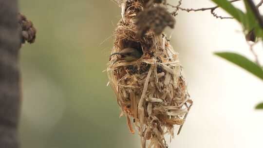 蜂鸟在鸟巢中露出头