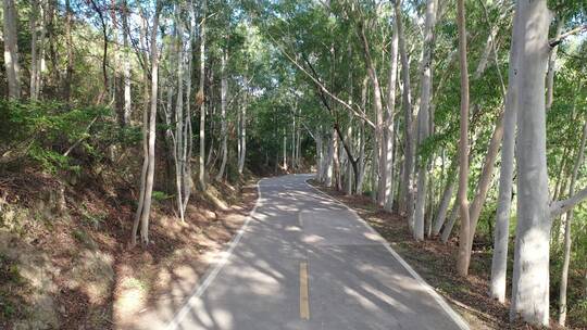 树林公路林荫大道森林阳光道路汽车行驶视角