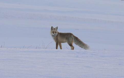 狐狸在雪地里奔跑