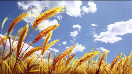 蓝天白云金色的成熟小麦麦穗儿视频素材模板下载