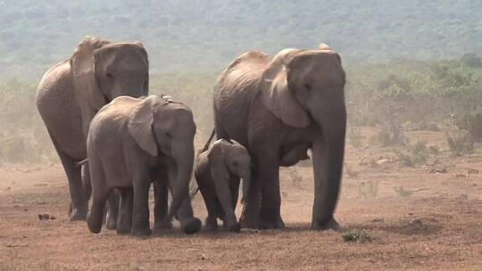 非洲象在尘土飞扬的土地上行走