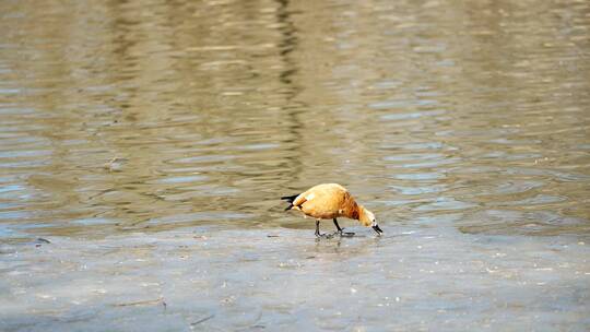 北京初春在公园水面上觅食的野鸭子视频素材模板下载