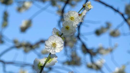 春季白色梅花景观