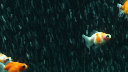 一群幼年珍珠鱼鳞金鱼在家庭水族馆游泳