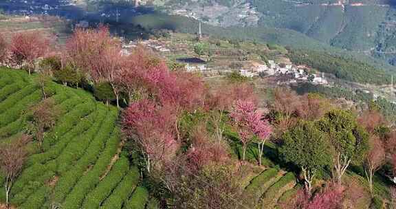 航拍云南无量山樱花谷自然风光