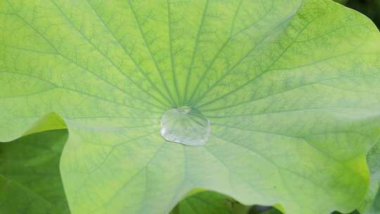 雨后水珠在莲叶上摇晃