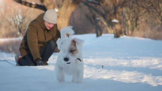 一名男子在公园的雪地里玩杰克罗素梗狗视频素材模板下载