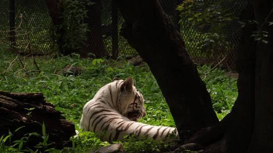 一只白虎坐在树下舔皮毛