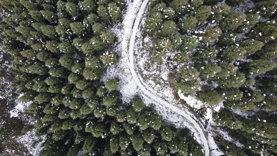 四川彭州中坝护林站 中坝森林冬季雪景