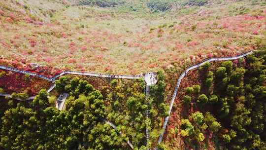 长江三峡巫峡红叶