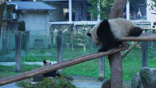 国宝大熊猫视频素材模板下载