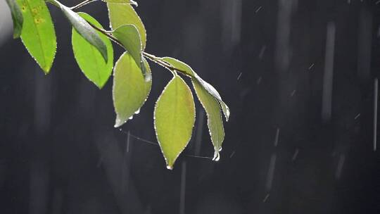 下雨雨滴树叶