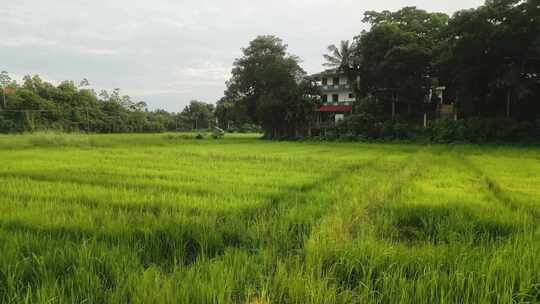 水稻，水稻，种植园，田地