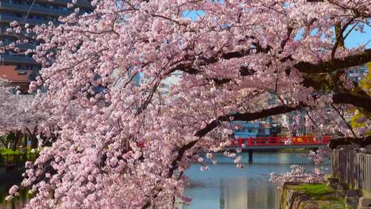 远景拍摄日本樱花实拍视频素材