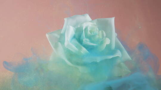白玫瑰上的蓝色烟雾