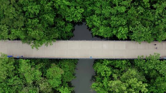 森林木桥航拍视频素材模板下载