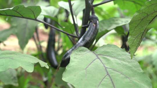 蔬菜种植无公害蔬菜 绿色农业