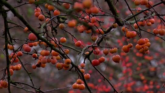 树枝上结满了红色的浆果