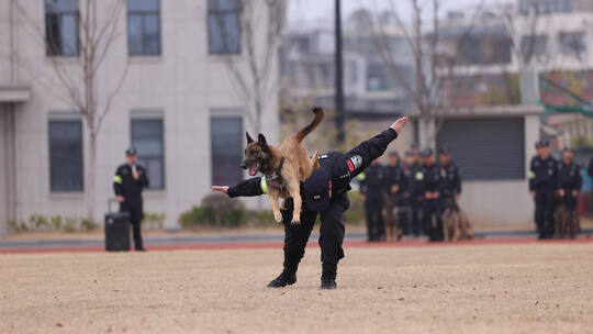 警犬跳背训练升格慢动作特写