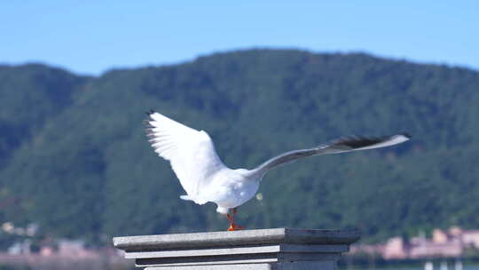 昆明海埂大坝海鸥