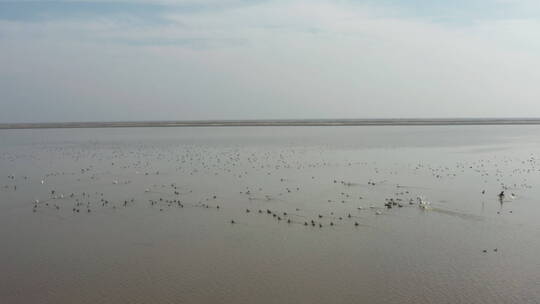 航拍候鸟成群在湖中起飞