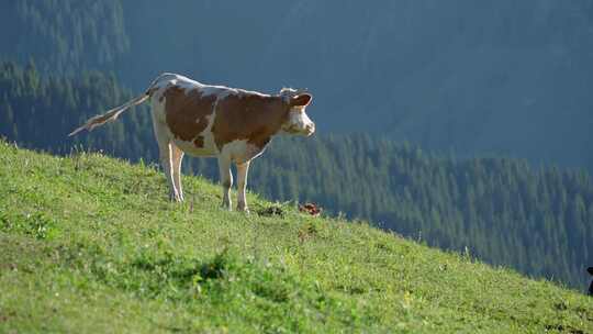 草原牧场上吃草的牛