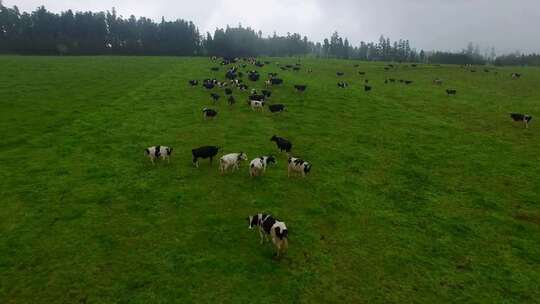 奶牛 养殖场 农场 航拍 畜牧业 风光