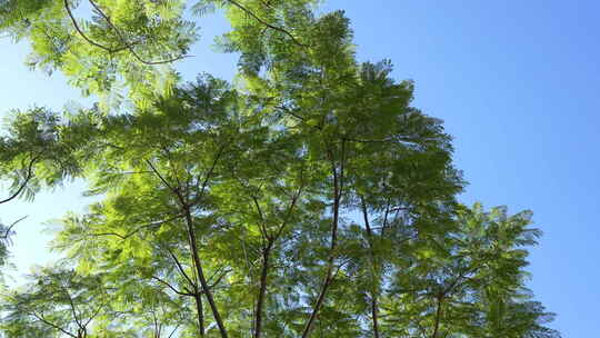 蓝花楹树叶随风摇曳2