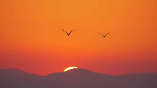 太阳落山时海鸥在天空中飞翔