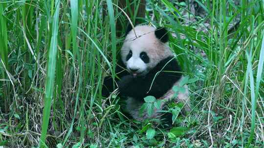 可爱熊猫幼崽宝宝