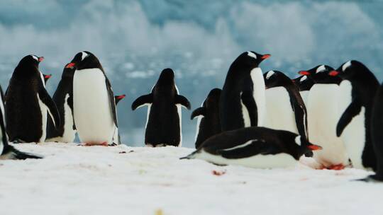 南极大陆企鹅视频素材模板下载