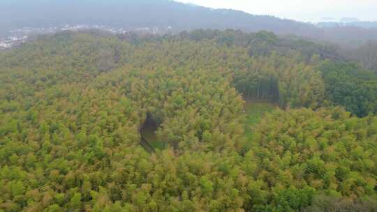 杭州植物园风景视频素材